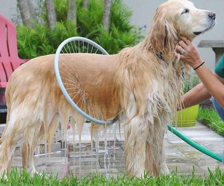 Limpiador de 360 grados para perro