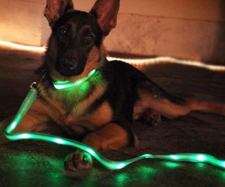 Correas luminosas para perros