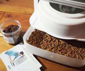 Colmena de escritorio para insectos comestibles