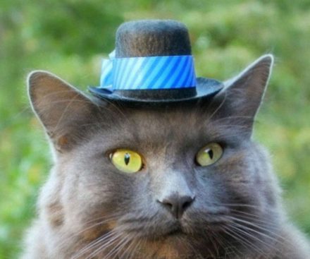 Sombreros usables para gatos