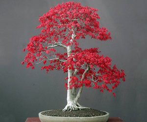 Semillas de bonsai de arce rojo