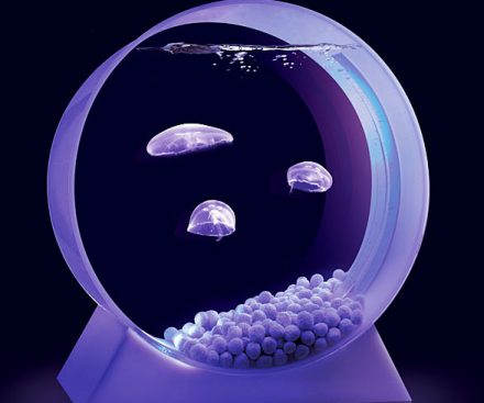 Mini acuario de medusas
