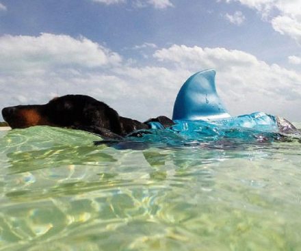Chaleco de natación para perros con aleta de tiburón