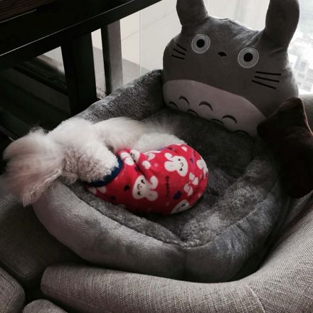 Cama de Totoro para perro