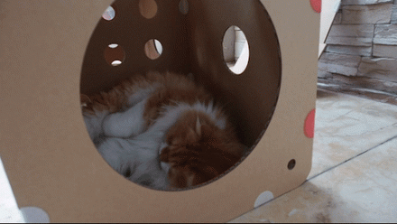 Casa modular para gatos 1