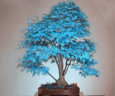 Semillas de bonsai de arce azul