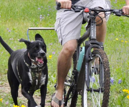 Paseador de mascotas manos libres para bicicleta