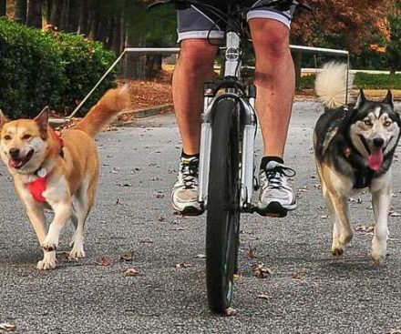 Paseador de mascotas manos libres para bicicleta
