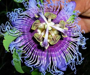 Semillas de flor de la pasión púrpura