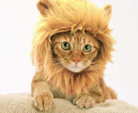 Gorro de león para gato