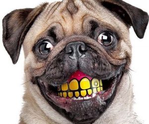 Bolas de sonrisas para mascotas