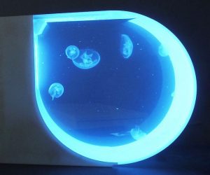 Acuario de medusas