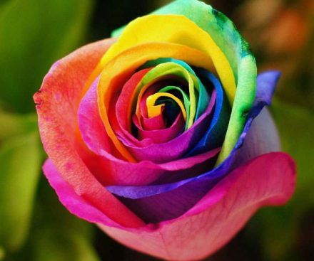 Rosas de colores del arco iris