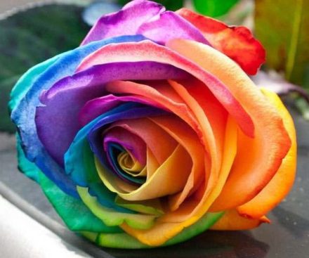 Rosas de colores del arco iris
