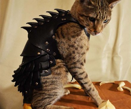 Armadura de batalla para gato